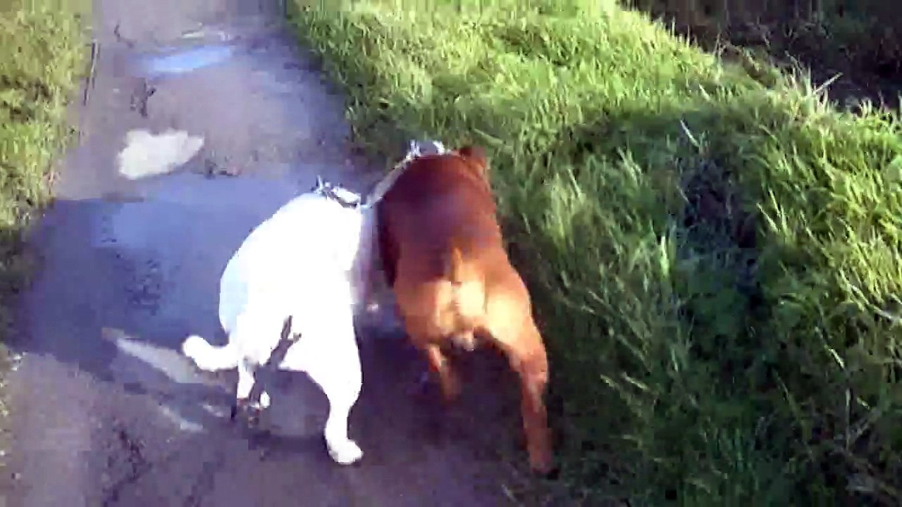 1.2 Hondje Van god & Heidi de Staffordland