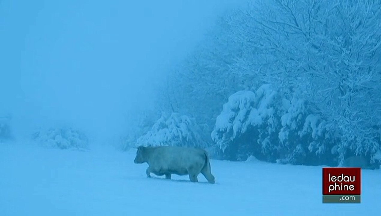 En Ardèche, les vaches dans la neige