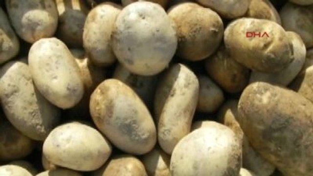 İzmir Ödemiş'te Tarlaları Don Vurdu, Patates Üreticisi Perişan