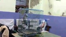 Super Talkative Congo African Grey Parrot of Syed Ovais Bilgrami 02