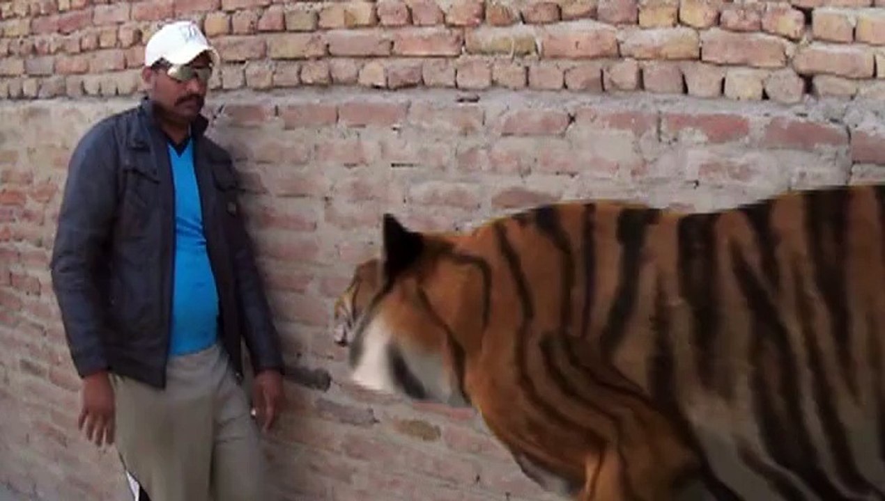 Tiger Attack visual fx Pinnacle Studio16