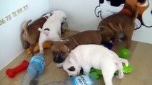 75ème vidéo de chiot staffie de la 18ème portée de  de Staffordland