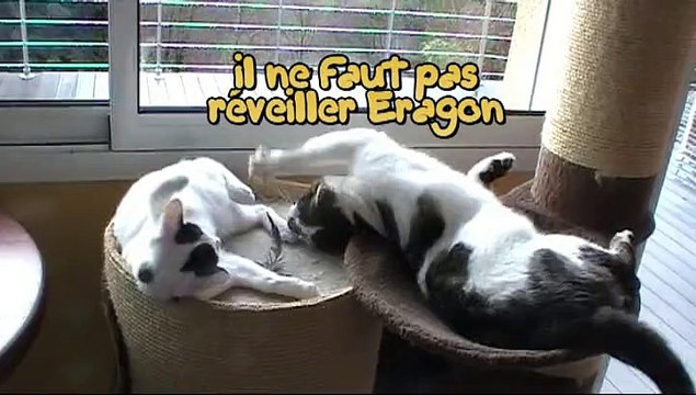 James Chaton bobtail japonais joue