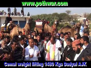 dadyal camel weight lifting