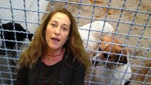 LEX: ddl su trasporto volontario di animali di affezione - Paola Taverna - MoVimento 5 Stelle