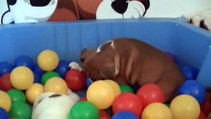 79ème vidéo de chiot staffie de la 18ème portée de Staffordland