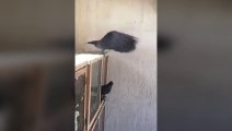 Un pigeon qui fait des backflips en volant