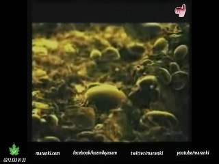 Dünya da Yalnız Değiliz... Kimlerle Yaşadığımızı Öğrenmek İstemisiniz ?