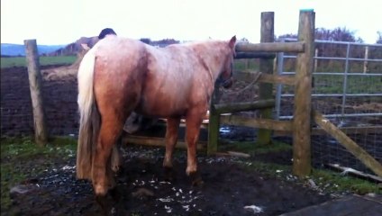 Maxie Quarter Horse, tail brush & leading: HOLLYMOON PEPI McCUE, 2012 Palomino QH filly