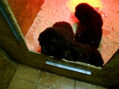 chiots terre neuve marron bronze de l'élevage de VALOYAN