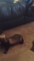 Persistent ferret won't let go of shoe