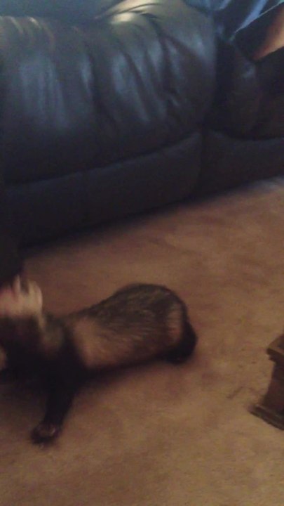 Persistent ferret won't let go of shoe