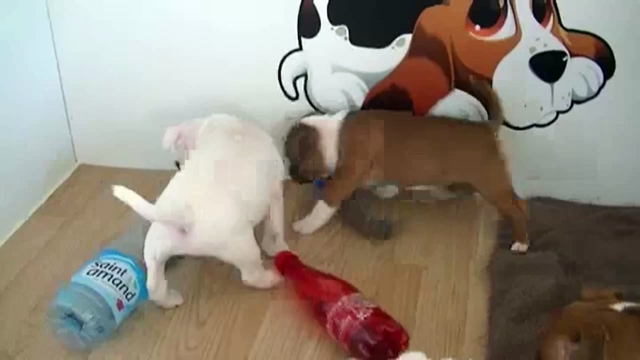 81ème vidéo de chiot staffie de la 18ème portée de Staffordland