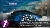 10 Amazing Facts about Pearls You didn’t know Existed