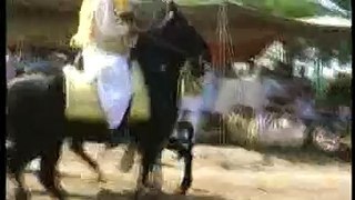 Hazrat Sultan Muhammad Ali Sahib and Ustaad Zaman Shah Sahib riding the most famous Horses Nageena (late) and Mastaana (3)