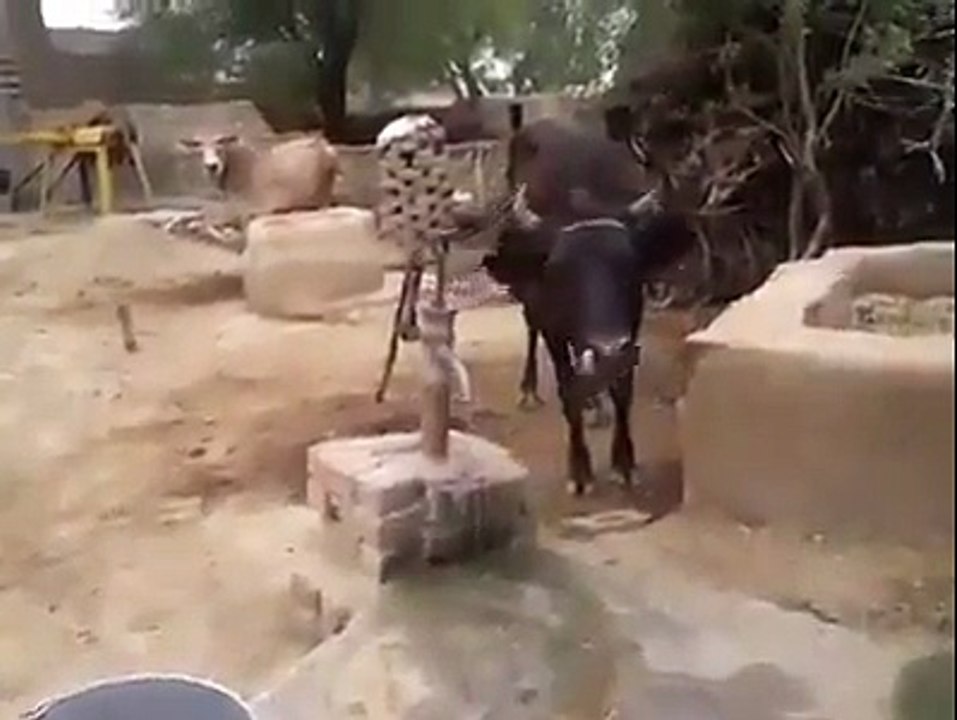 A wise cow