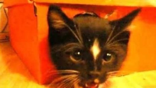 Mischievous Cat Discovers New Hiding Place - video dailymotion