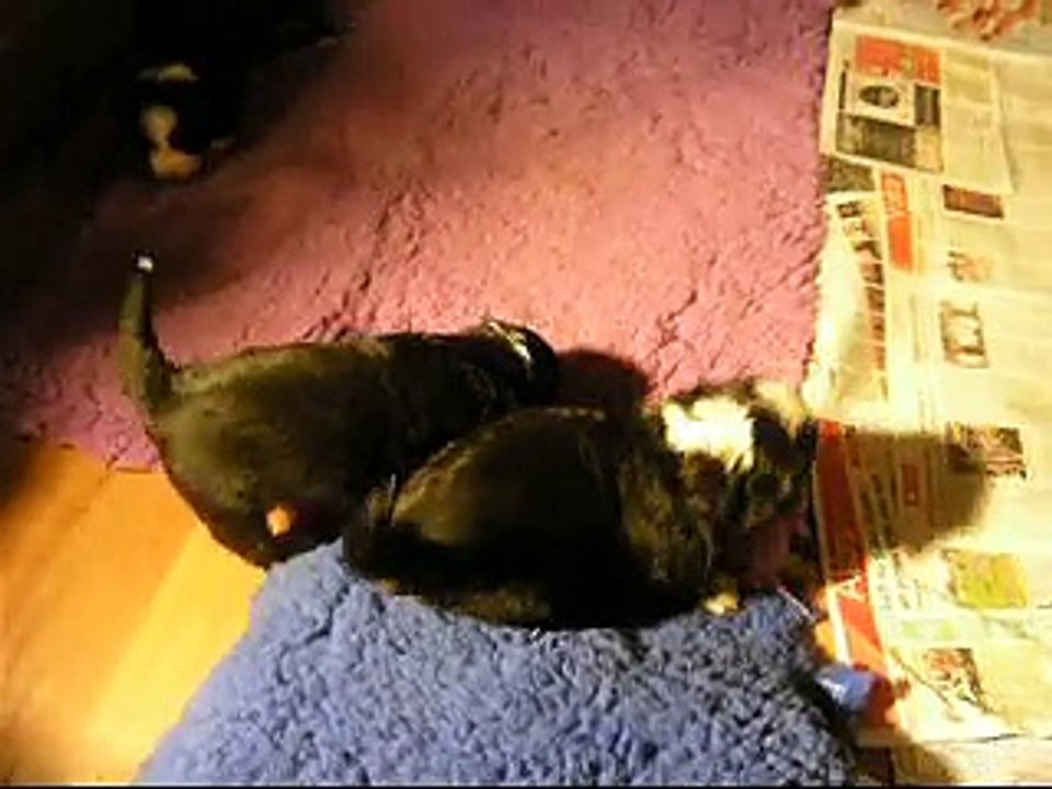 19 janv 3 femelles ensemble (rose, verte, jaune)