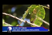 52 mil productores de café reciben herramientas para enfrentar la roya