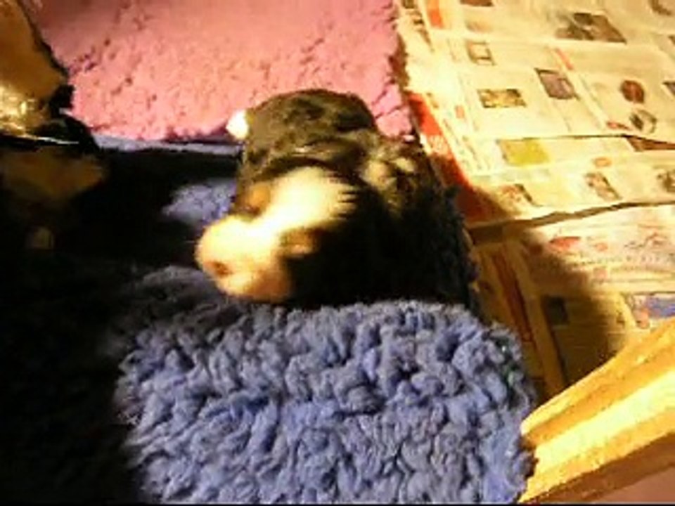 19 janv femelle mauve et femelle verte