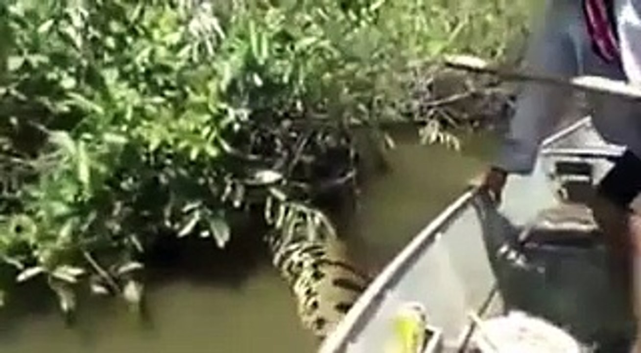 Footage of man taking giant anaconda by the tail