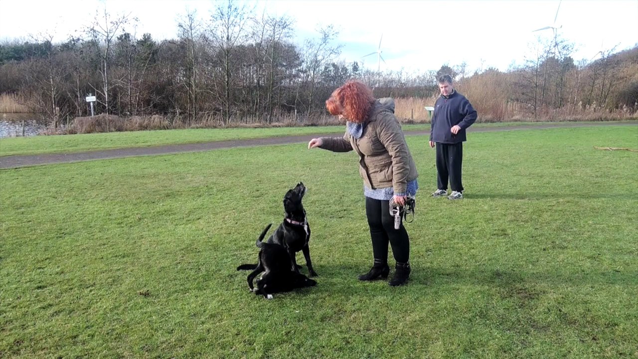 Conheça Roo, o “cãoguru“