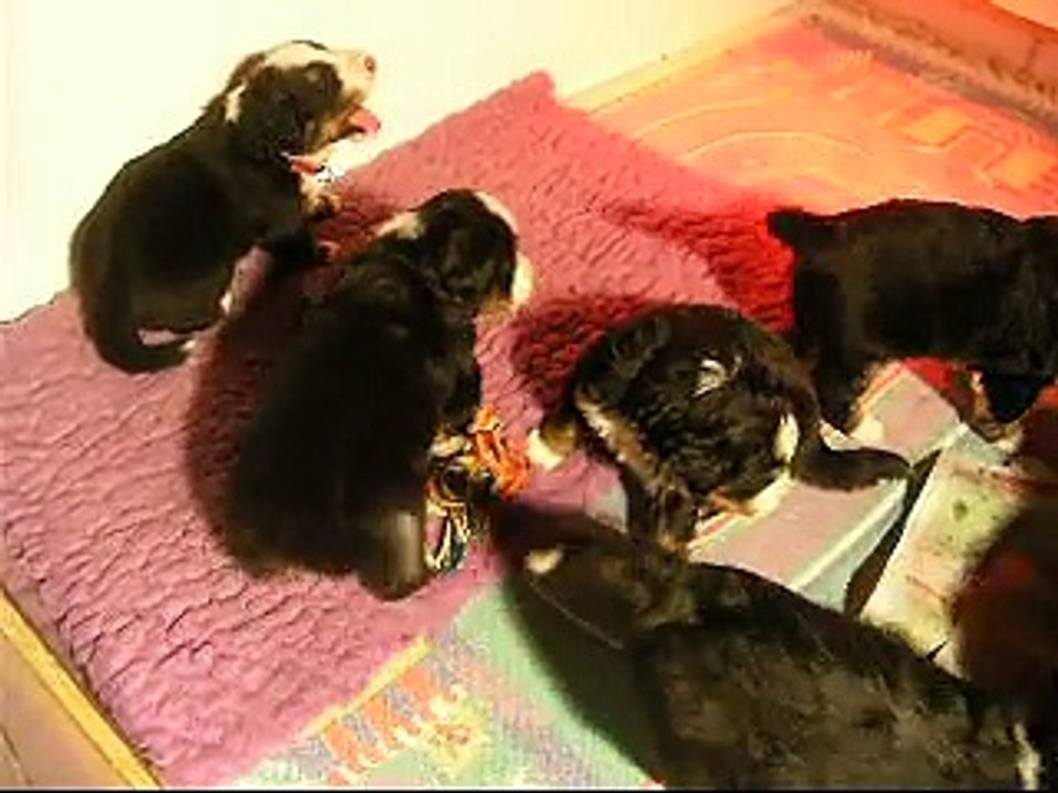 20 janv tous les bébés (petit zoom sur le mâle turquoise
