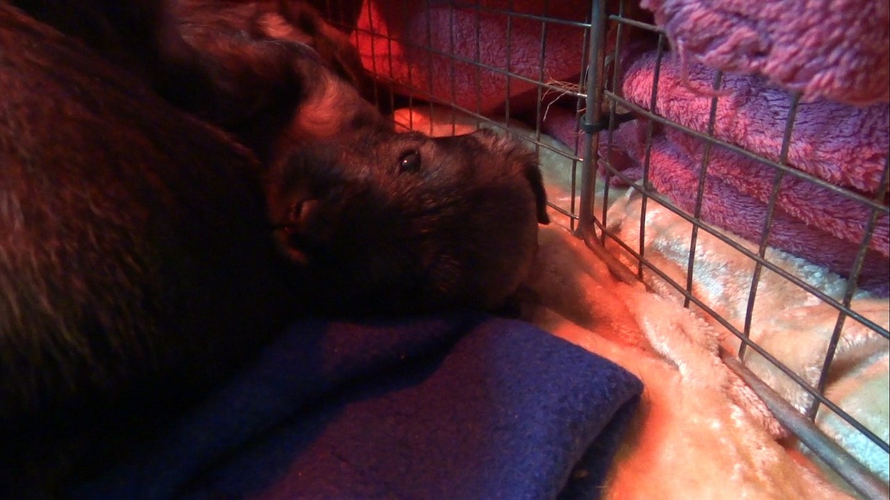 la sieste des schnauzers nains poivre et sel