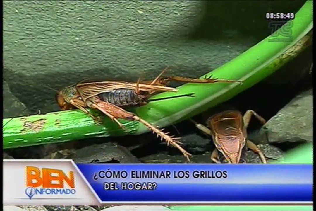 Bien Informado - ¿Cómo eliminar los grillos del...