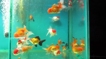 ЗОЛОТЫЕ РЫБКИ в КУРСКЕ