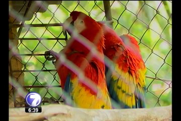 Centro de rescate lucha por la conservación de la lapa roja en el país