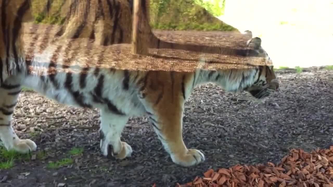 Curious tiger attempts to interact with baby