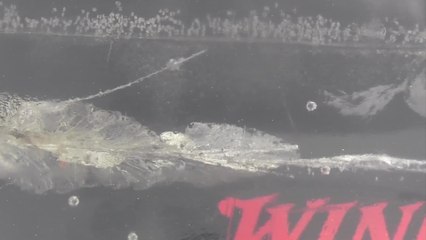 New Deer Load: Winchester Deer Season