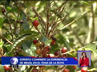 Roya dejó $15 millones en pérdidas la cosecha anterior