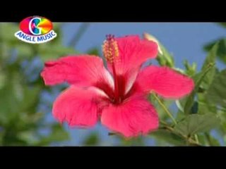 Kawana Bane Bolele Koyaliya | I Am My Ke Pujariya | Bhimlal Yadav