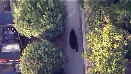 Il envoie un sms en marchant et se retrouve face à un ours