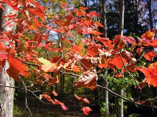 Laura Smith - I'm a Beauty