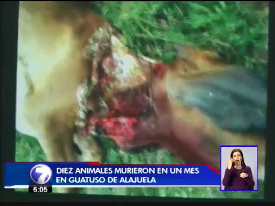 Vecinos de Zona Norte en alerta por ataques de jaguares a animales domésticos