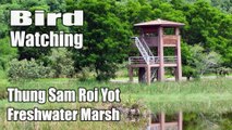 Bird Watching at Thung Sam Roi Yot Freshwater Marsh