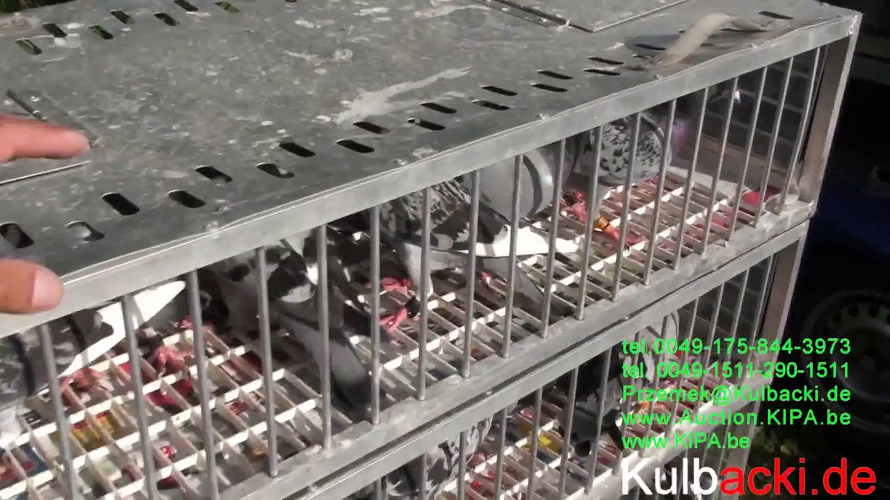 2.lot-Flug Hammersbach 170 km 2042 gołębi-Tauben 117 _ 77 kon. 65,8% konkursów KULBACKI PIGEONS