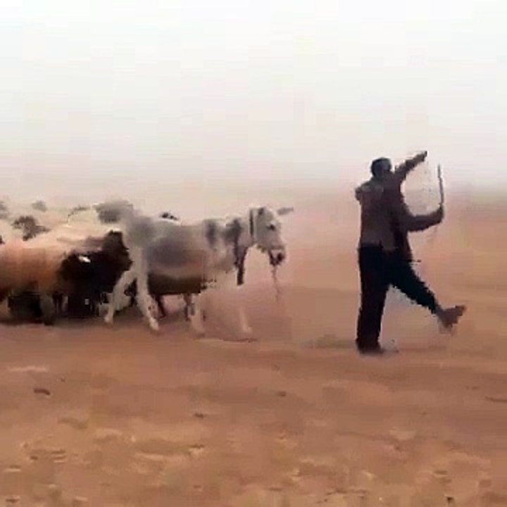 Commander Of The Herd