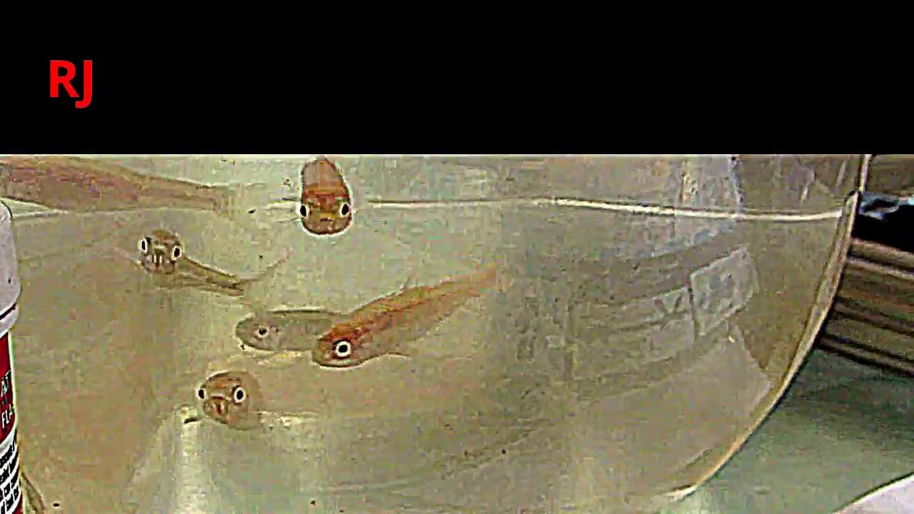 HOW FISH ASKS FOR FOOD TO HUMAN IT KNOWS -BY A DANCE