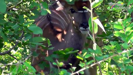 Em Nhu Tia Nang Mat Troi