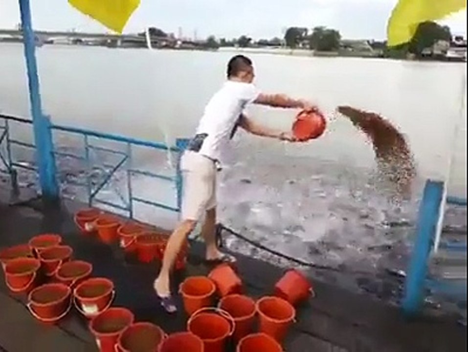 Yemek var dediler Geldik Kanka :) - Balık Yemleme