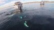 Rencontre entre 5 orques et des bateaux en californie : magique!