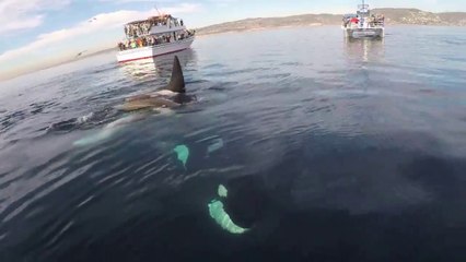 Rencontre entre 5 orques et des bateaux en californie : magique!
