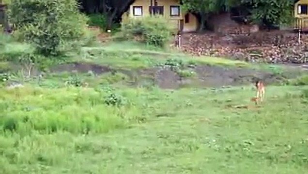 Lion saves a baby calf from another lion attack