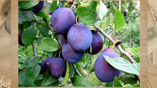 Красота и здоровье Необходимые витамины для красоты и здоровья. Часть 5