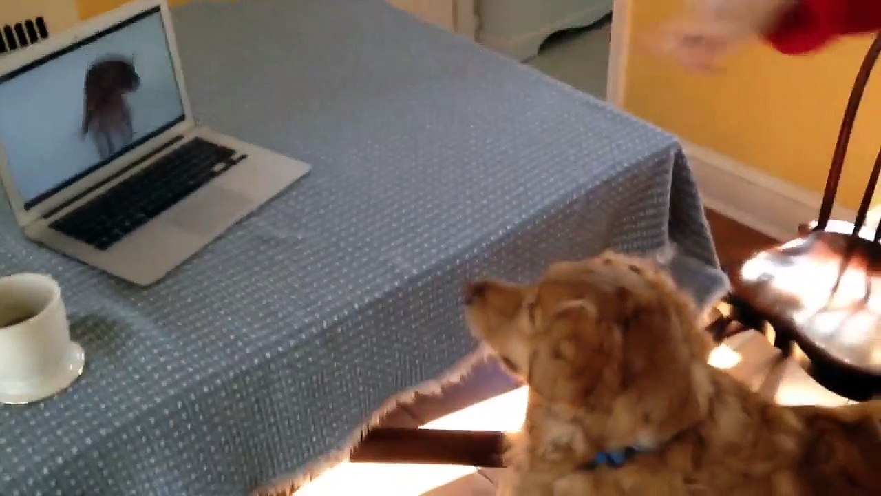 Un chien regarde la vidéo du chien qui joue avec un jouet qui couine!