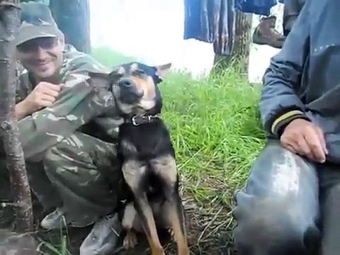Un chien qui dort debout et tombe de sommeil